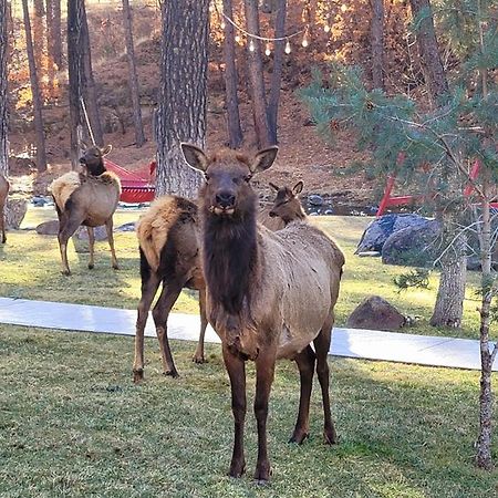فندق رويدوسو، نيومكسيكوفي  Sierra Blanca Cabins المظهر الخارجي الصورة